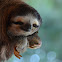 Three-fingered Sloth