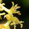 Holm oak flower; Flor de encina