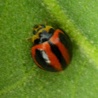 Lady bug