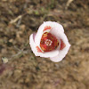 Butterfly Mariposa Lily (White)