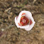 Butterfly Mariposa Lily (White)