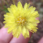Smallflower Desert-Chicory