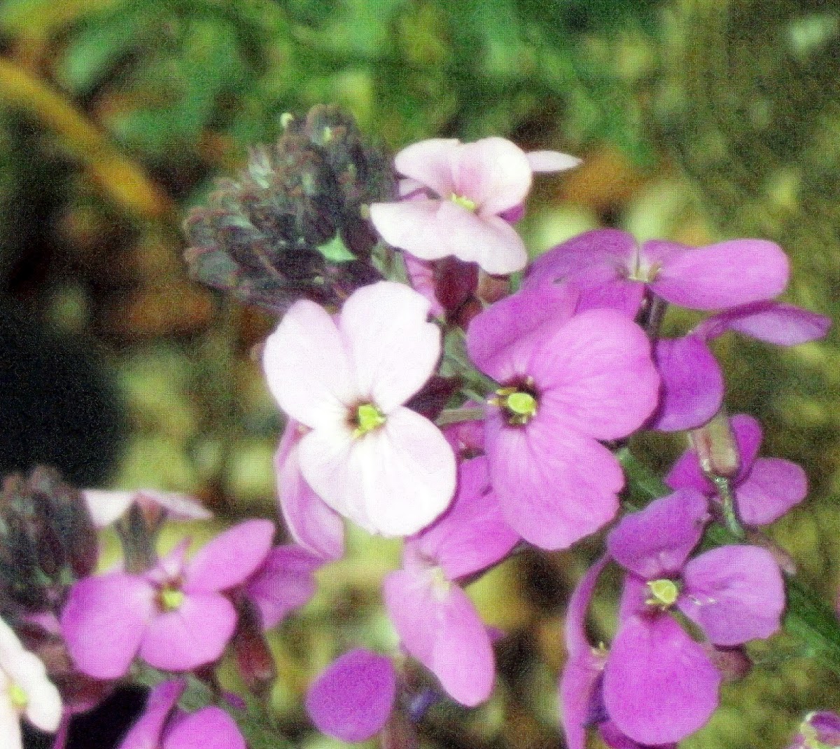 Purple Wall Flower