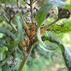 Ants with aphid eggs