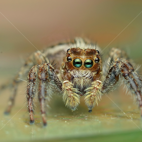by Niney Azman - Animals Insects & Spiders