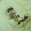 Ants tending treehoppers