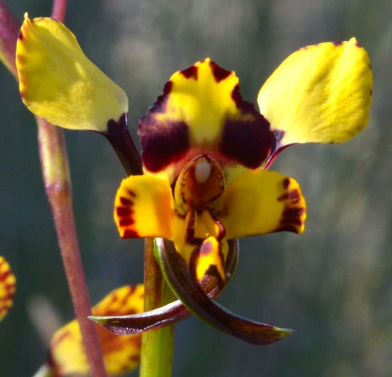 Leopard orchid