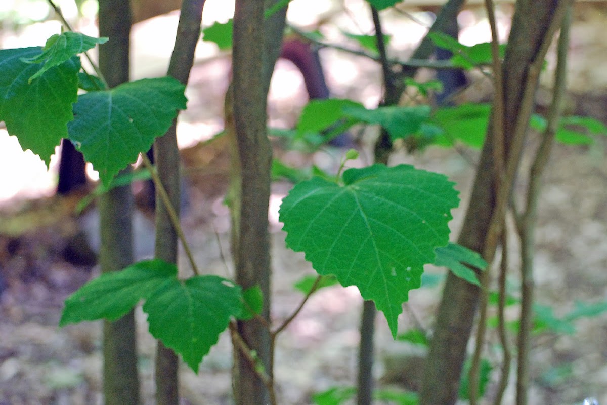 American Witchhazel (leaf)