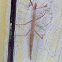 NZ Stick Insect