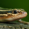 Five-lined or southeastern five-lined skink (female)