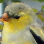 American Goldfinches (molts)