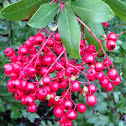 Toyon Berries