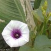 Sweet potato bloom