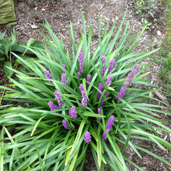 Big Blue Lilyturf Project Noah