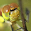 Female common darter