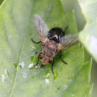 Tachina Fly