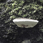 shelf fungus