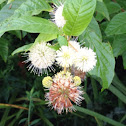 Buttonbush, Common Buttonbush, Button-willow, Honey-bells