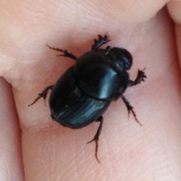 Bull Headed Dung Beetle | Project Noah