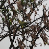 yellow legged green pigeon