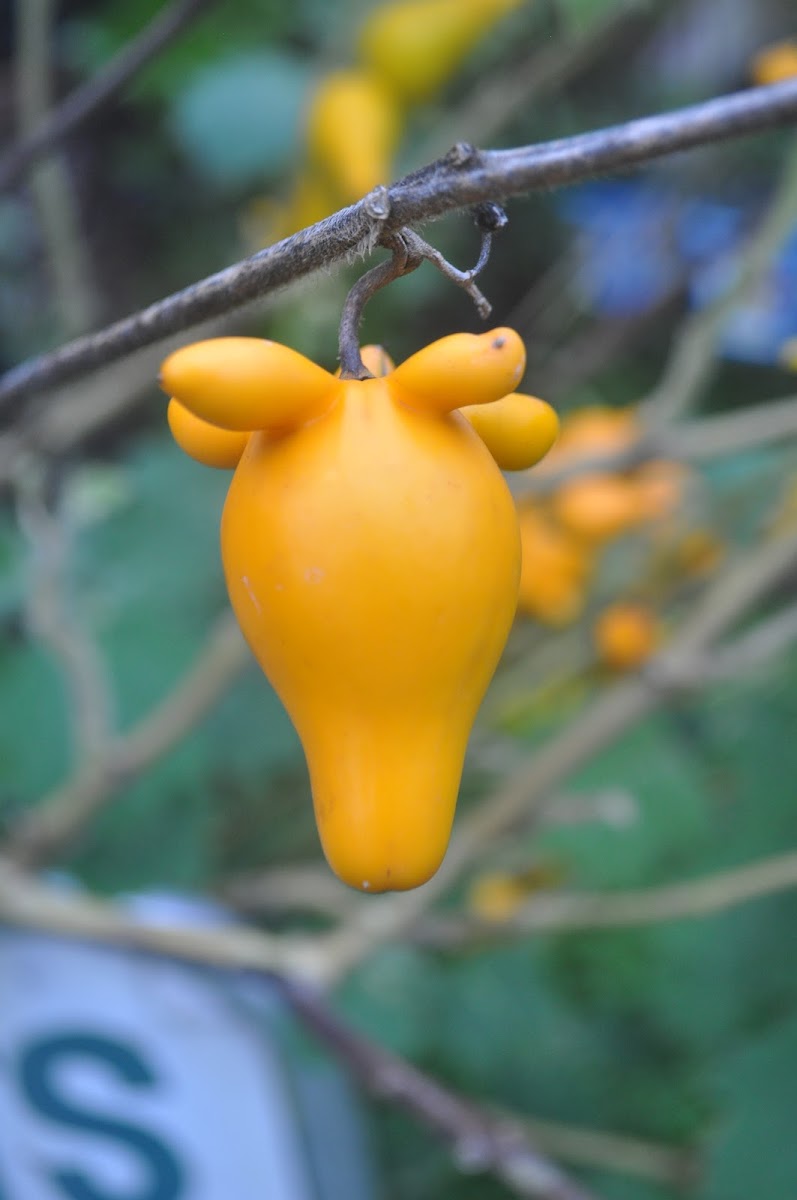 Mickey Mouse Fruit