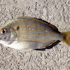 Pinfish