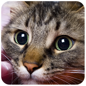 Cats Puzzle for PC and MAC