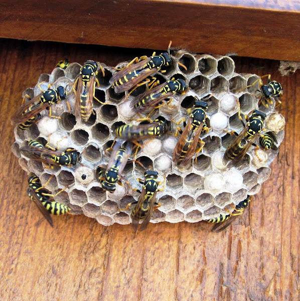 European Paper Wasp, Project Noah