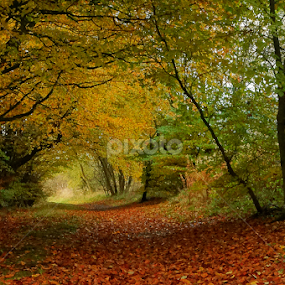 Woodland walkway by Mike Hawkwind - Novices Only Landscapes