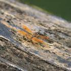 Eastern Amberwing (Female)