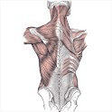 Muscular System logo