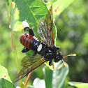 Elm Sawfly (male)