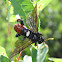 Elm Sawfly (male)