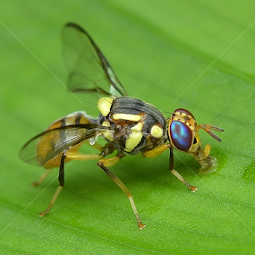 by Niney Azman - Animals Insects & Spiders