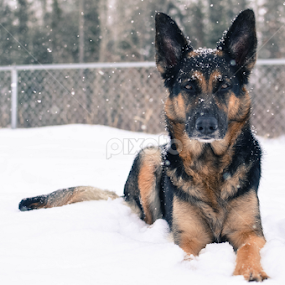 The Face by Mikahla Dorey - Animals - Dogs Portraits