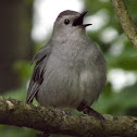 Gray Catbird