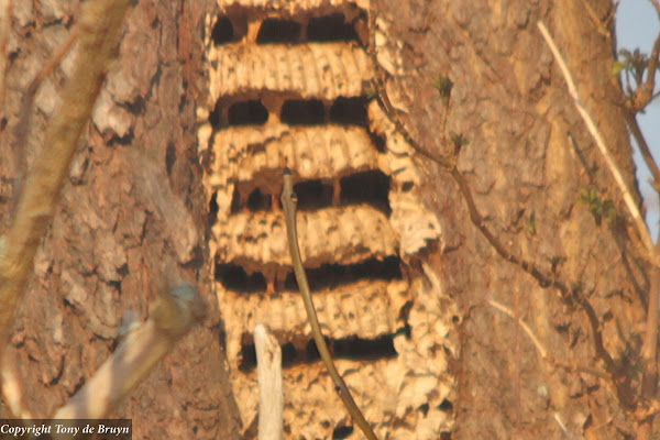 European Hornet Hive Project Noah