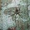 Two-Tailed Spider - Araña de dos Colas