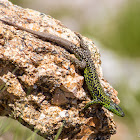 Iberian Rock Lizard