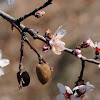 almond tree, almendro