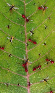 How to get Red ants free live wallpaper 5.2 mod apk for pc
