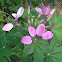 Cleome