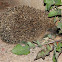 Ouriço-cacheiro-europeu or Ouriço-cacheiro-comum