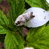 Moth - Pale Gray Bird-dropping Moth