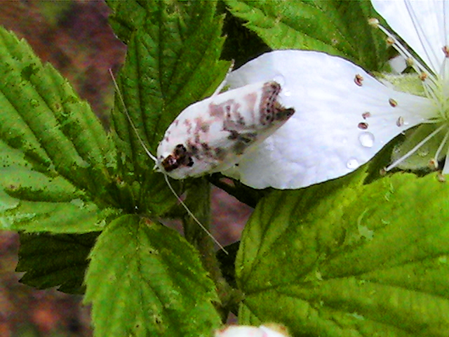 Moth - Pale Gray Bird-dropping Moth