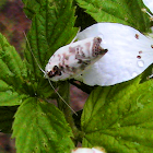 Moth - Pale Gray Bird-dropping Moth