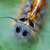 Lackey moth caterpillar  