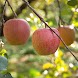 Japanese Agriculture