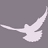 Cherry Blossoms Live Wallpaper logo