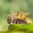 Adelpha caterpillar